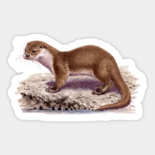 Eurasian Otter Sticker